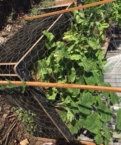 Level 3 Wicking - 'Pop-up' Wicking Beds With Beneficial Microbes (bugs)