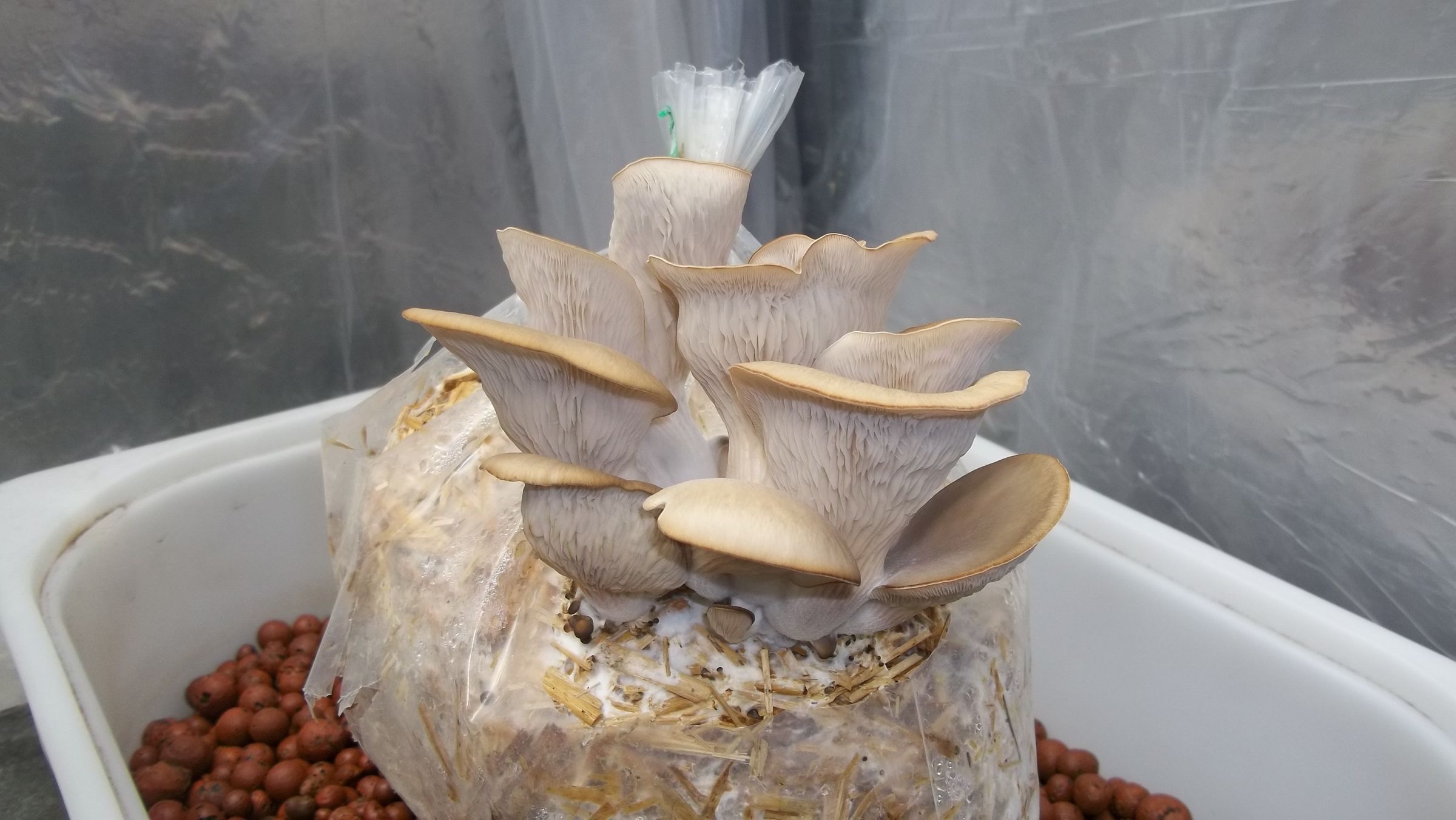 How to Grow Oyster Mushrooms From Store Bought Mushrooms