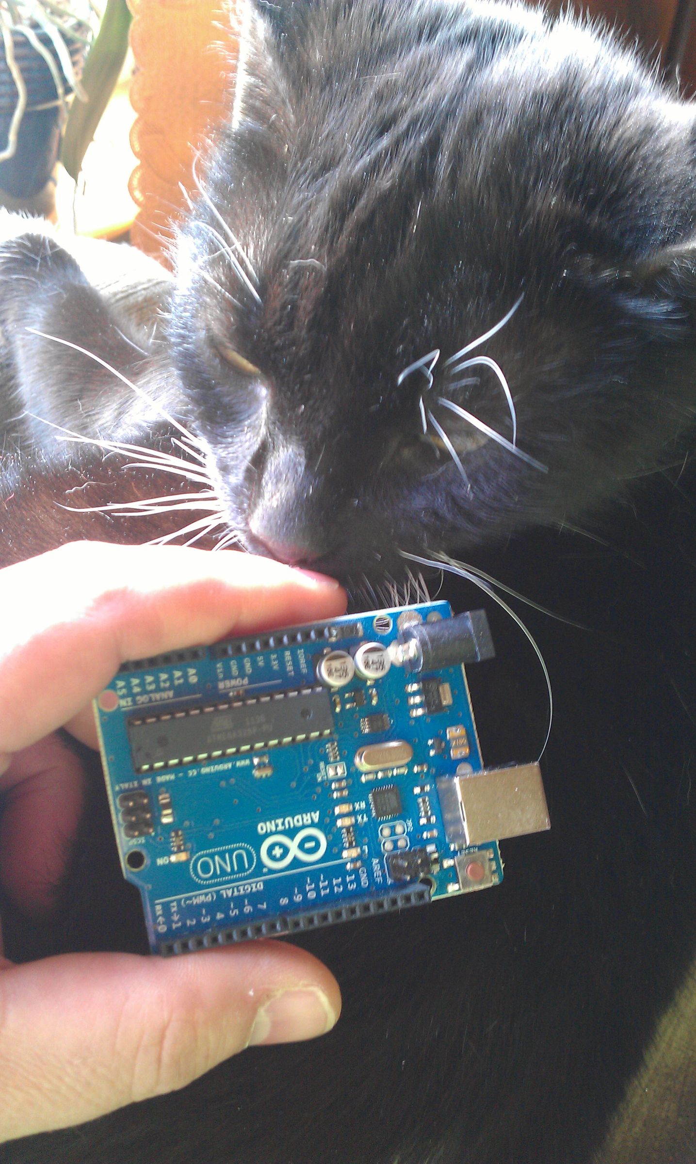 Arduino Controlled Window for Cat