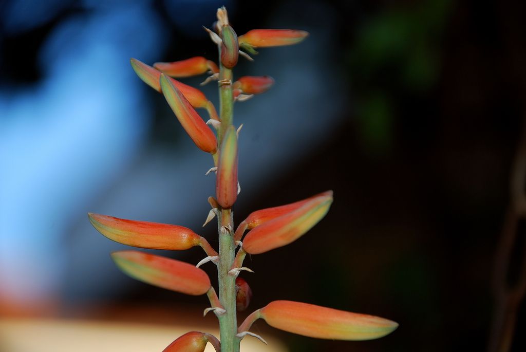 Colors of My Garden.