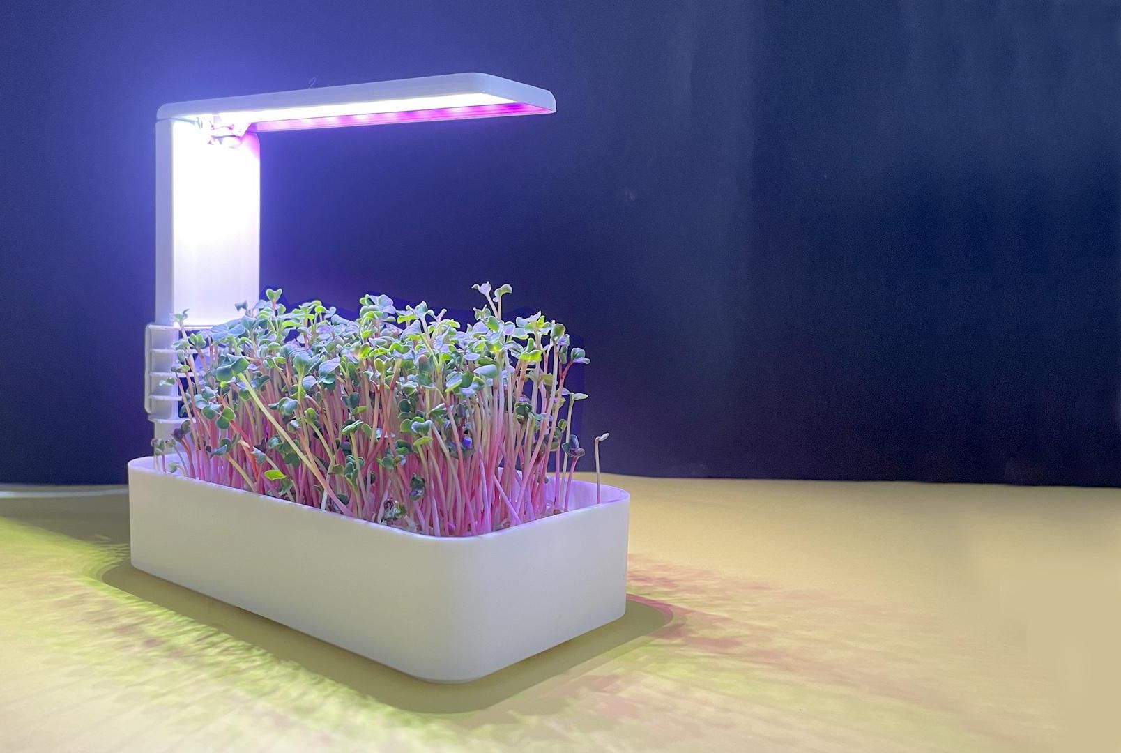 Growing Microgreens at Home DIY