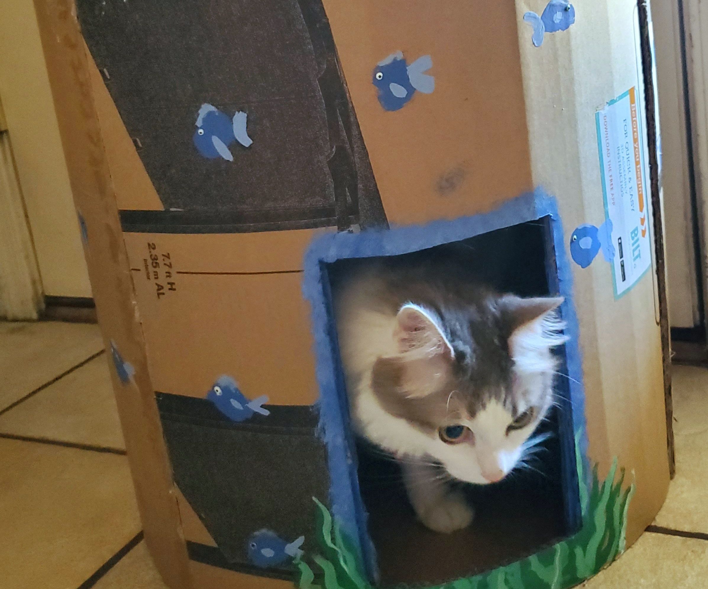 Oceanside Kitty Duplex 