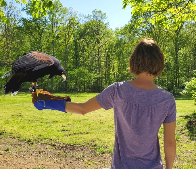 falconry gloves