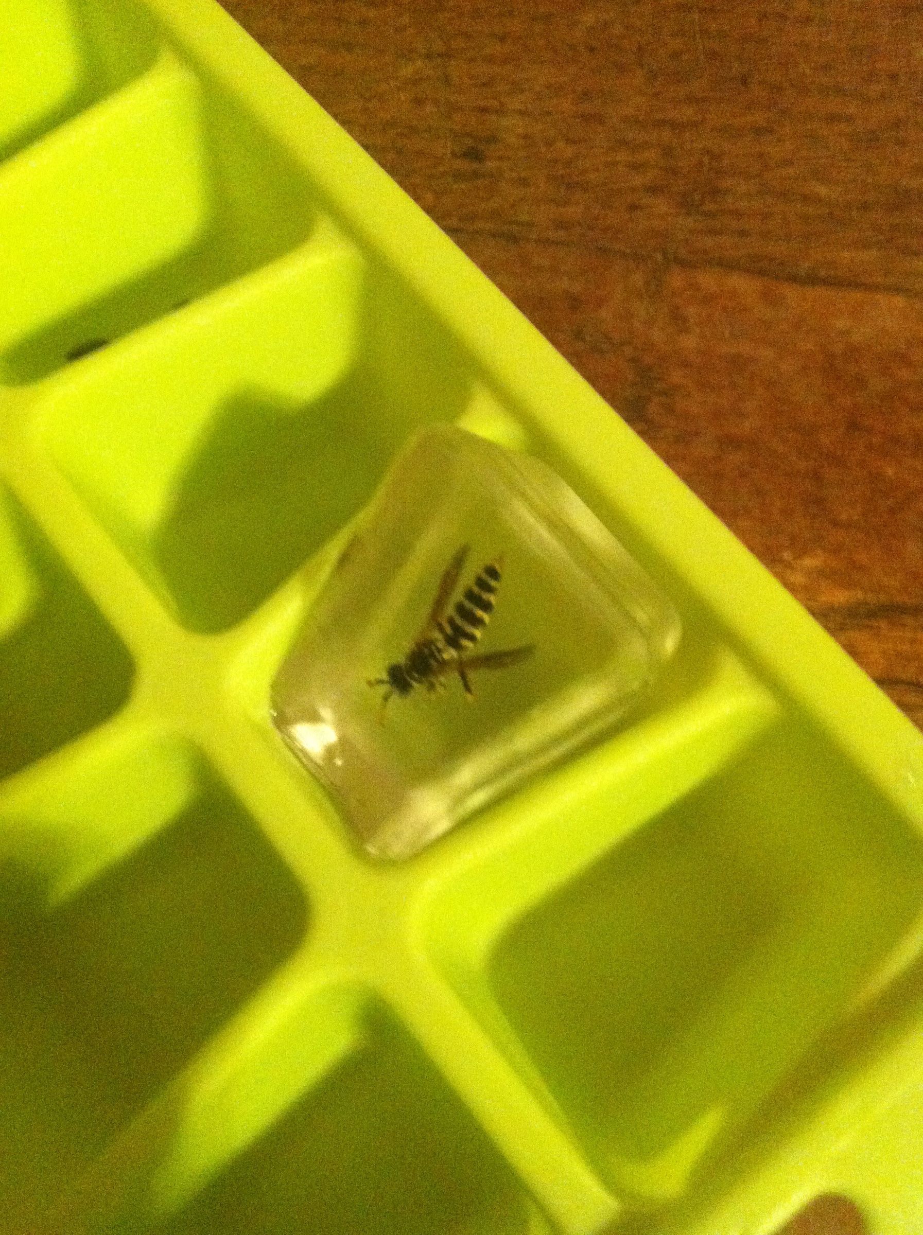 Preserve Insects in Resin 6 Steps (with Pictures) Instructables