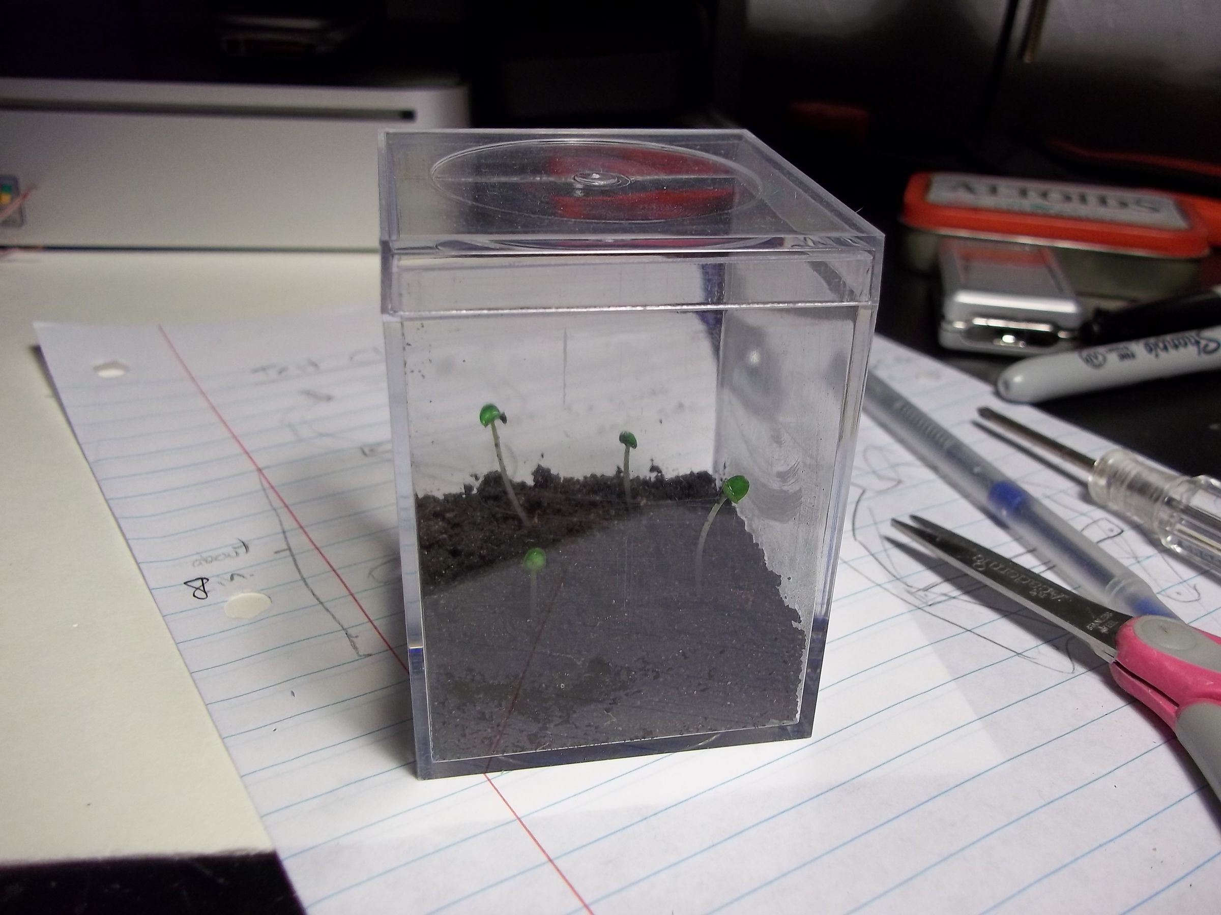 Small Plant Terrarium