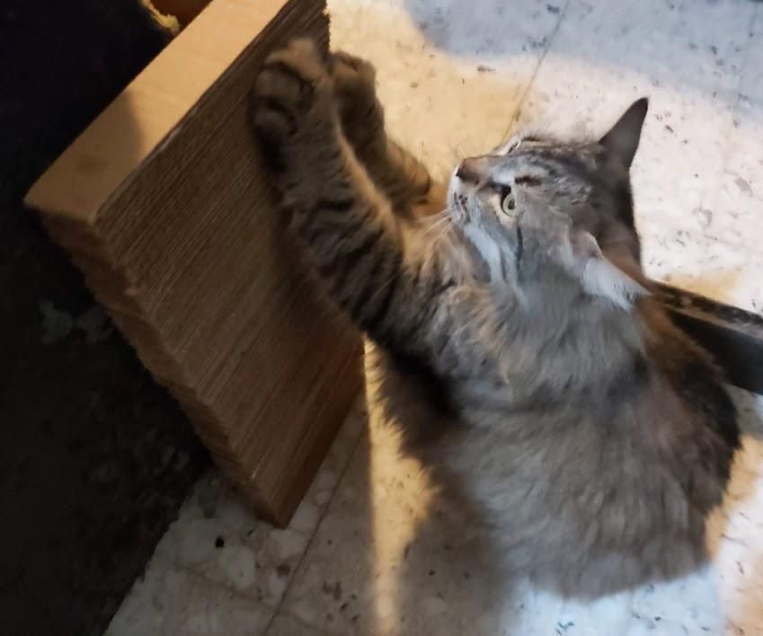 Furniture Protector/Cat Scratcher