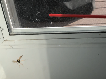 how to remove a wasp from your house