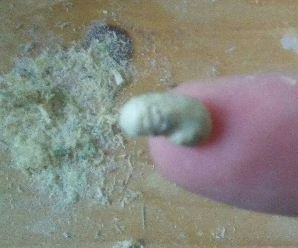Wood Glue Paste/Putty