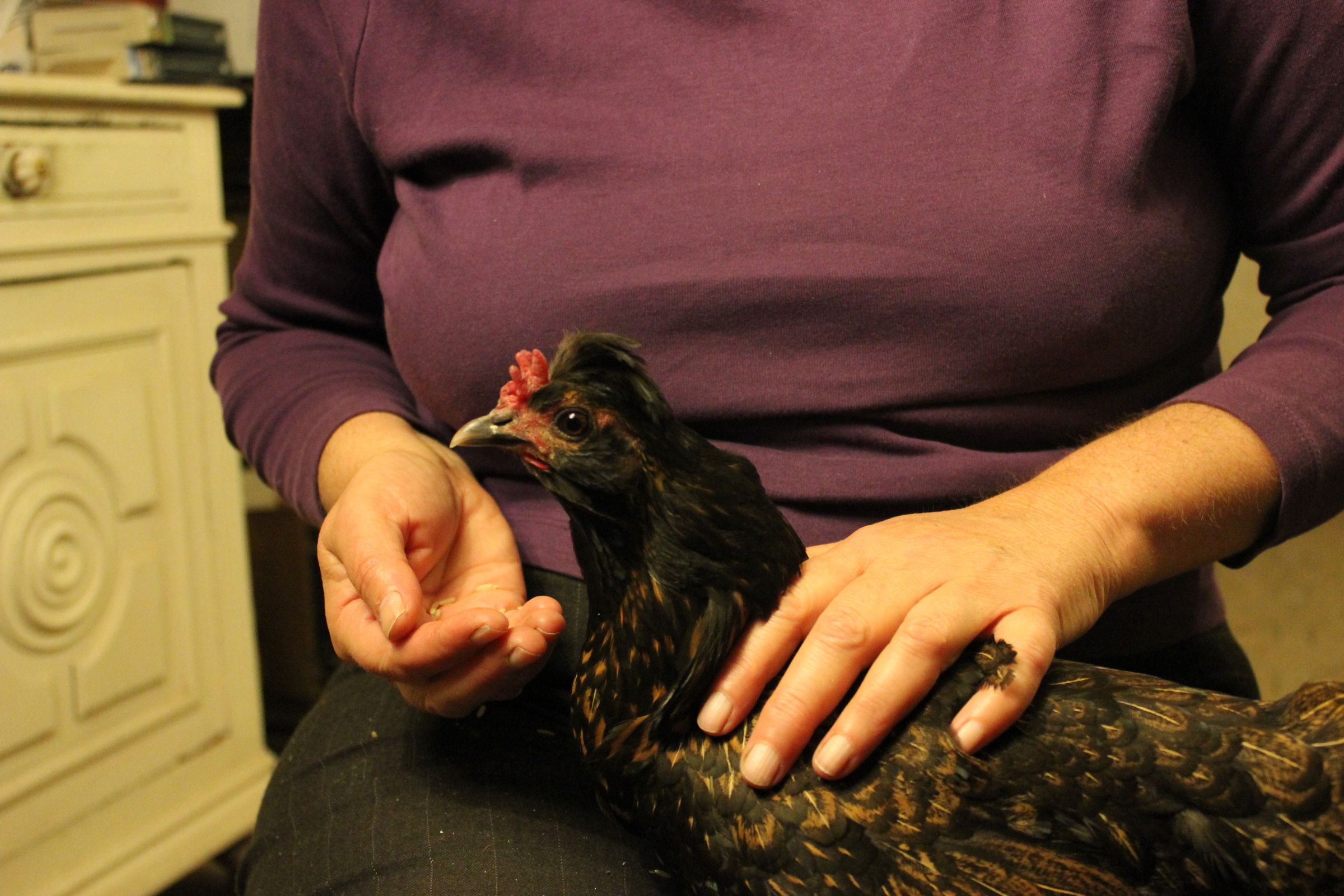 Why Do Hens Go Broody? Organic Poultry. an Holistic Approach to Brooding and Hatching Chicks. Part One