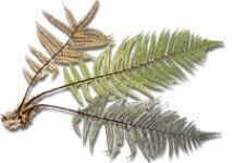blooming_fern