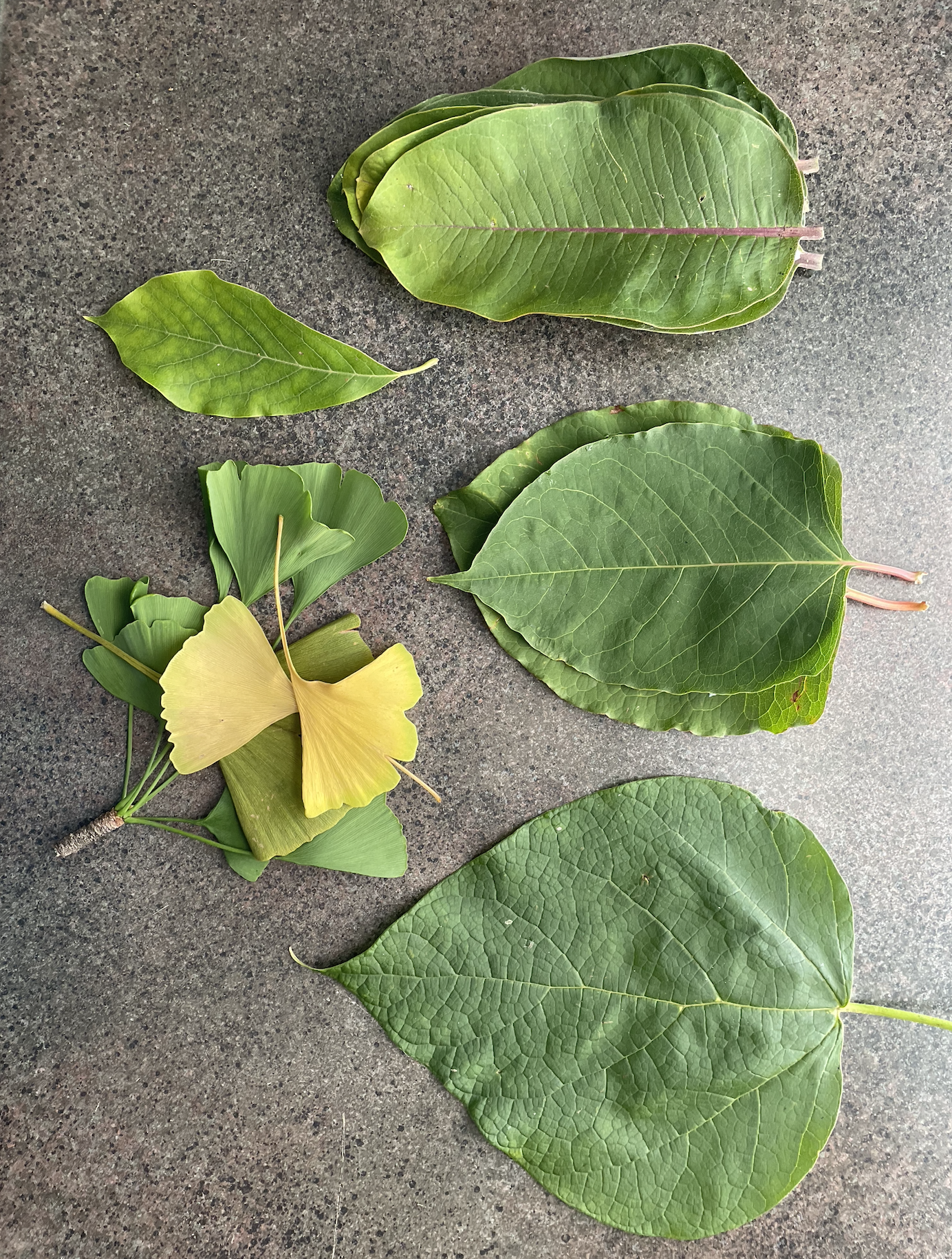Hand Painted Embroidered Leaves 11 Steps (with Pictures) Instructables