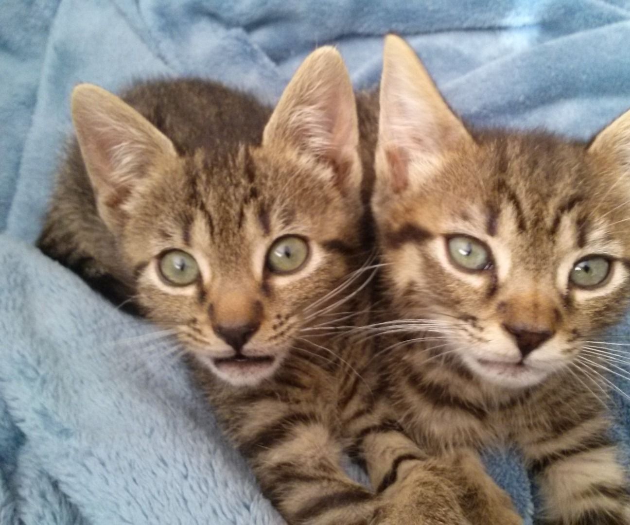 Caring for Orphaned Kittens