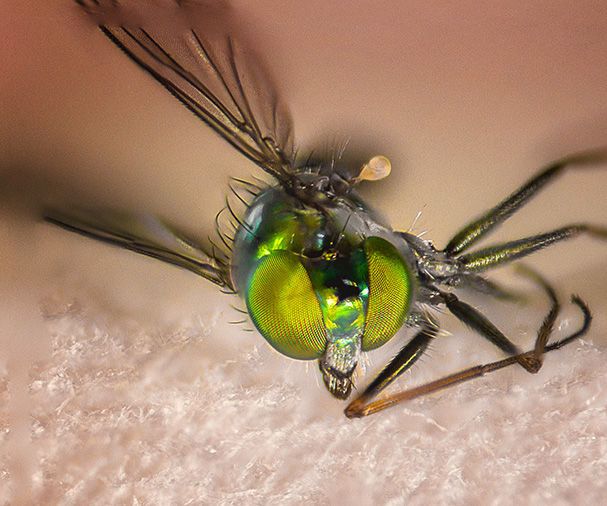 Make Macro Photography With ANY Lenses for FREE !