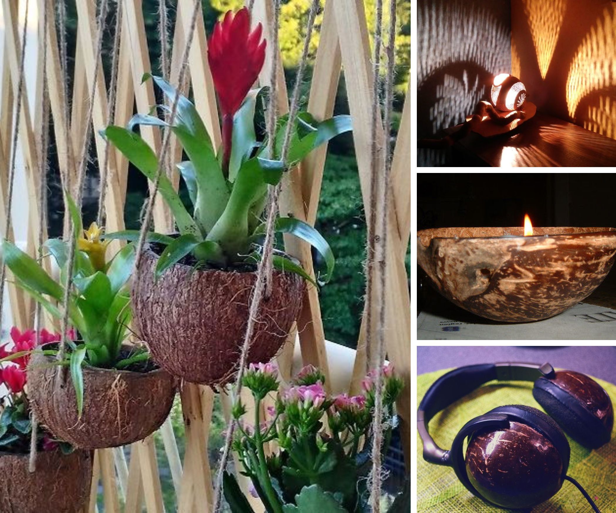 The Coconut Collection