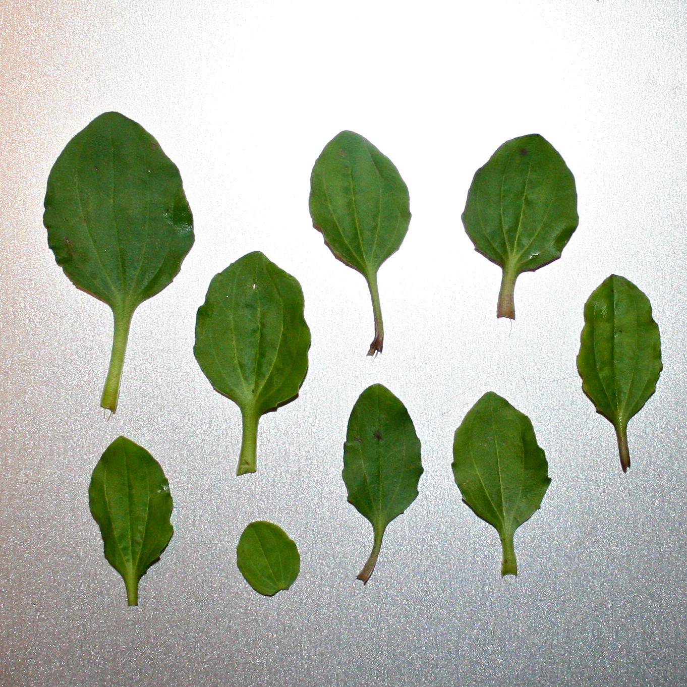 Plantain Poultice: Boils, Blisters & Bug Bites