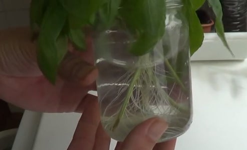 Como Reproducir Albahaca Por Esqueje