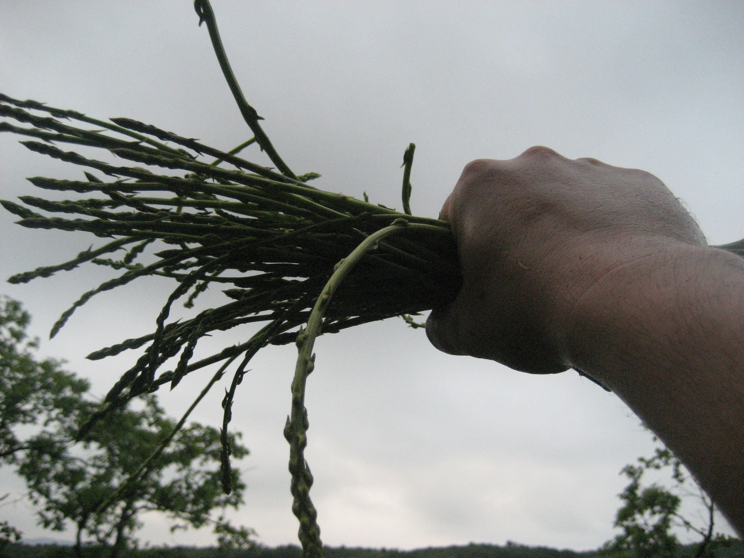 Wild asparagus