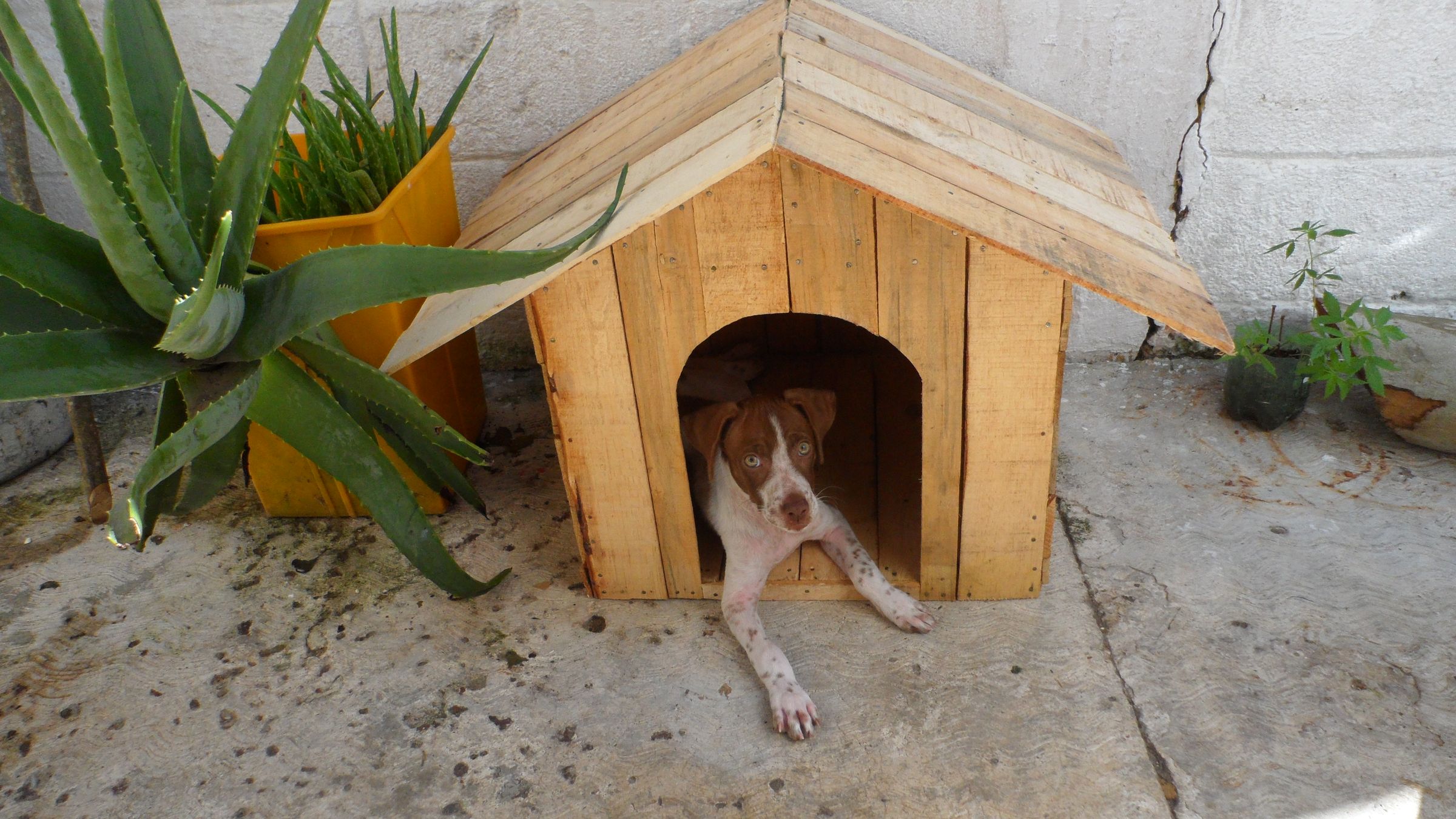 Recycled Dog House