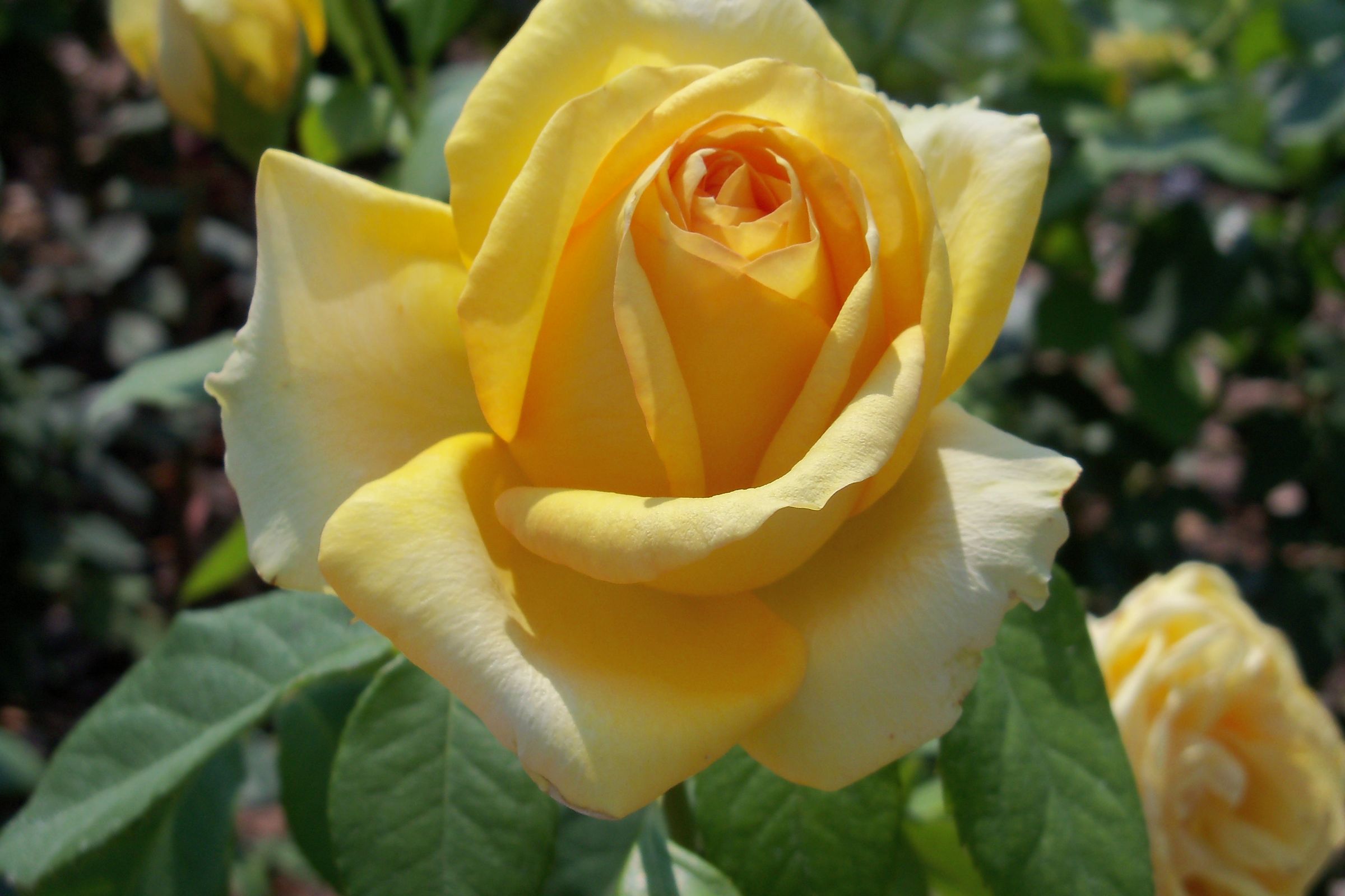 Yellow Rose
