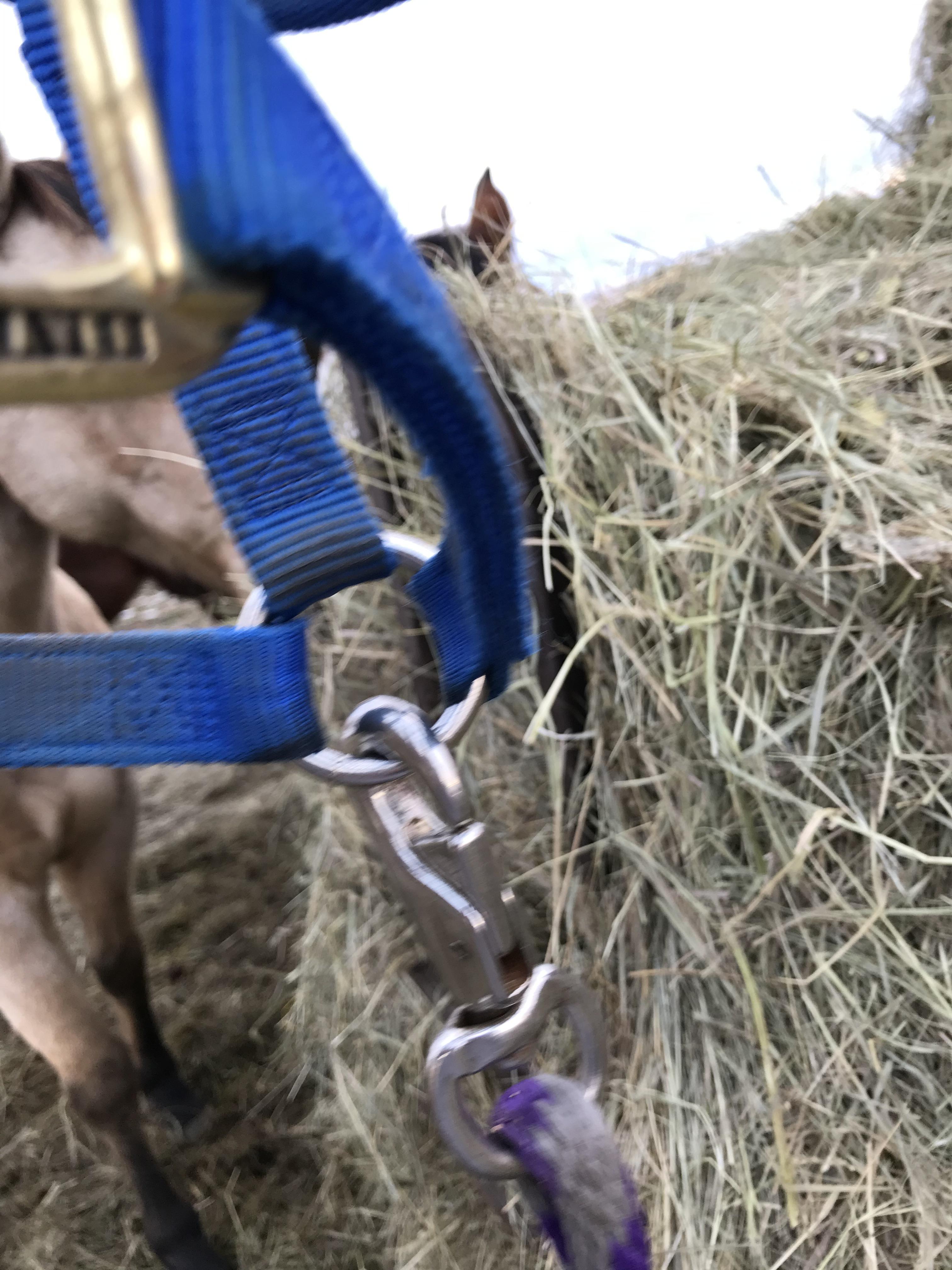 How to Properly Halter a Horse Introduction 5 Steps (with Pictures
