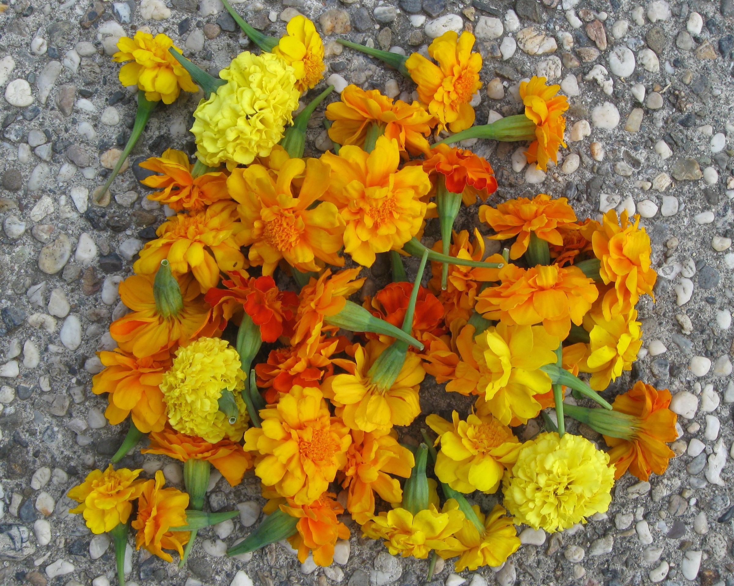 How to Make Marigold Tea: Organic Aphid Control and Prevention