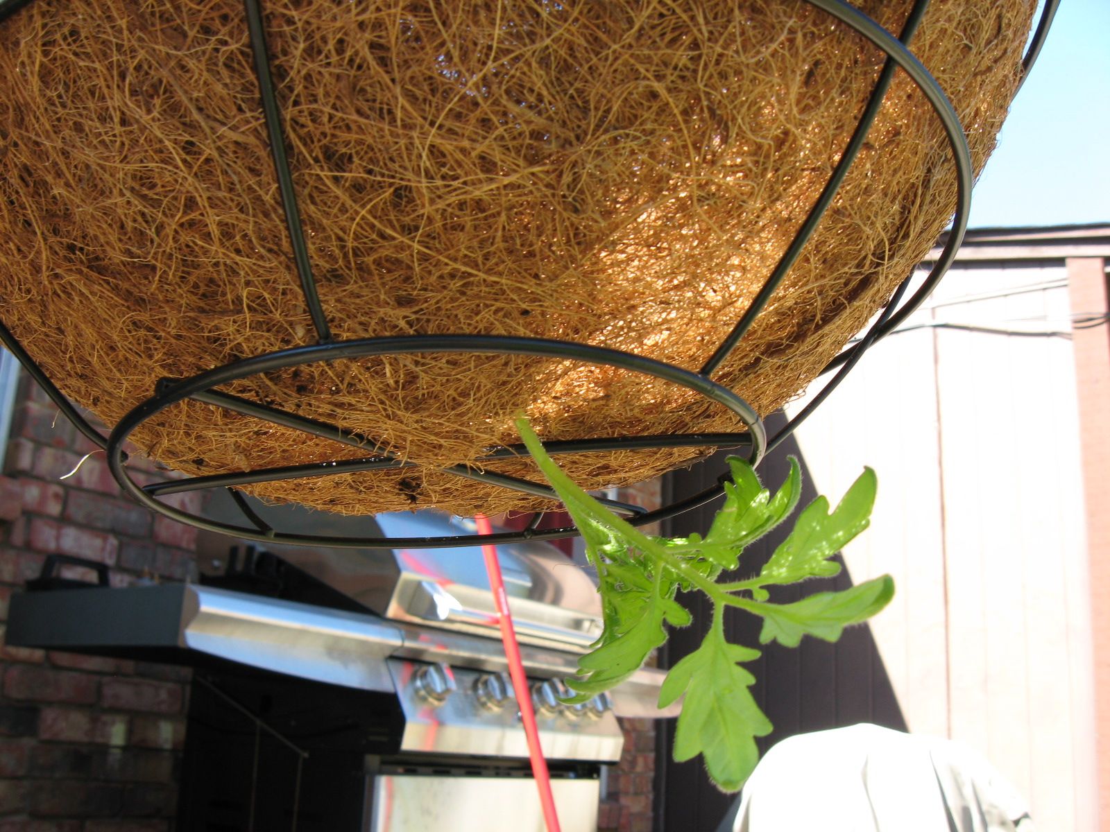 How to Plant Hanging Upsidedown Tomatoes : 9 Steps (with Pictures) -  Instructables