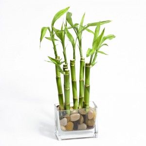 Potted Plants Gifts That Makes Everyone Happy