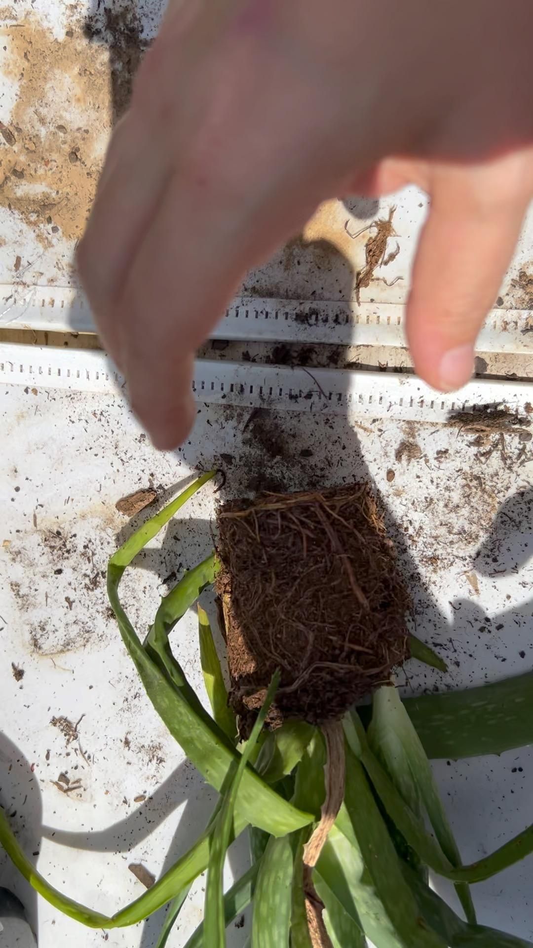 How to Repot Aloe Vera : 7 Steps - Instructables