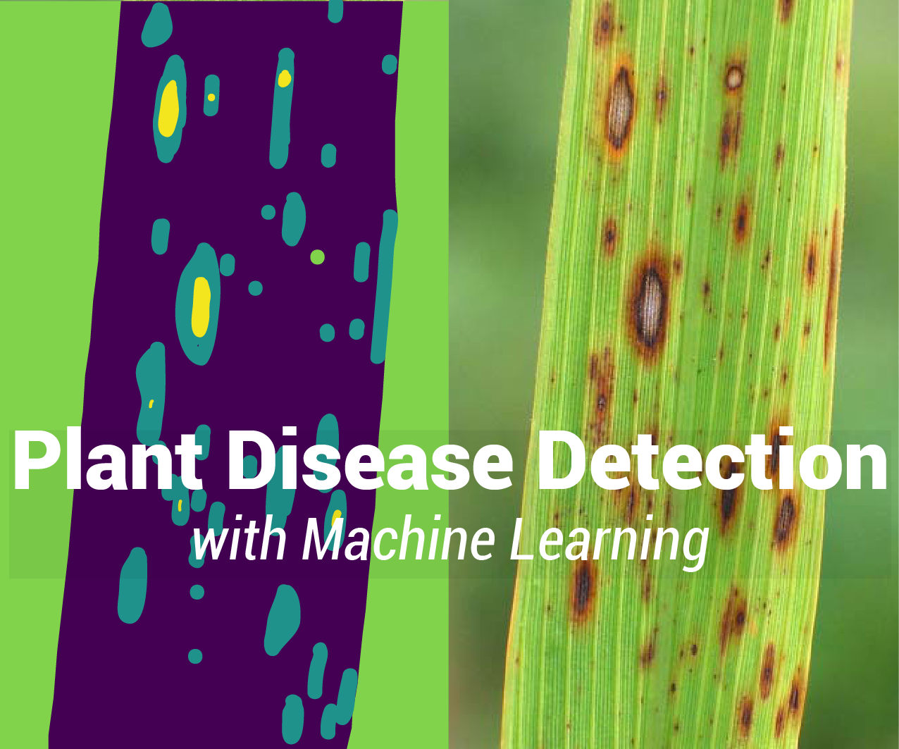 How to Detect Plant Diseases Using Machine Learning