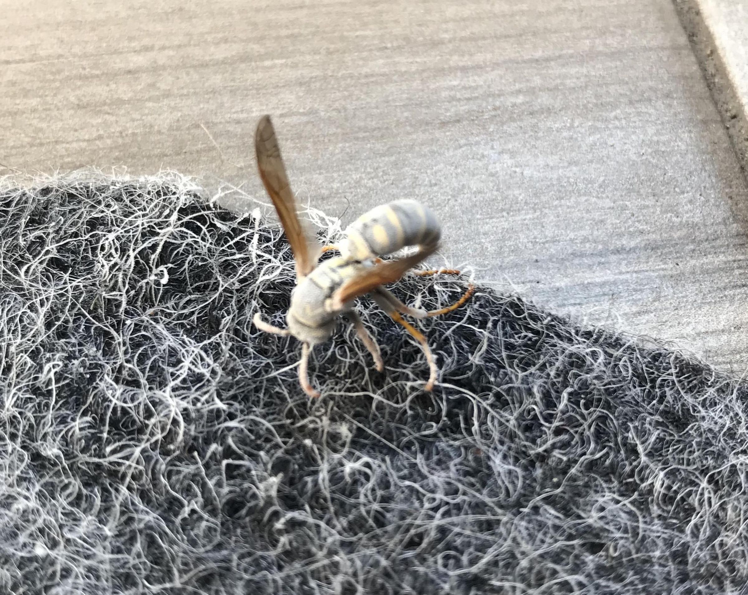 Kill a Wasp Inside Your Home 5 Steps (with Pictures) Instructables