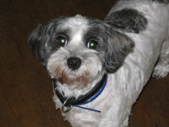 How to Stop Your Dog Using Your Bathmat As a Toilet