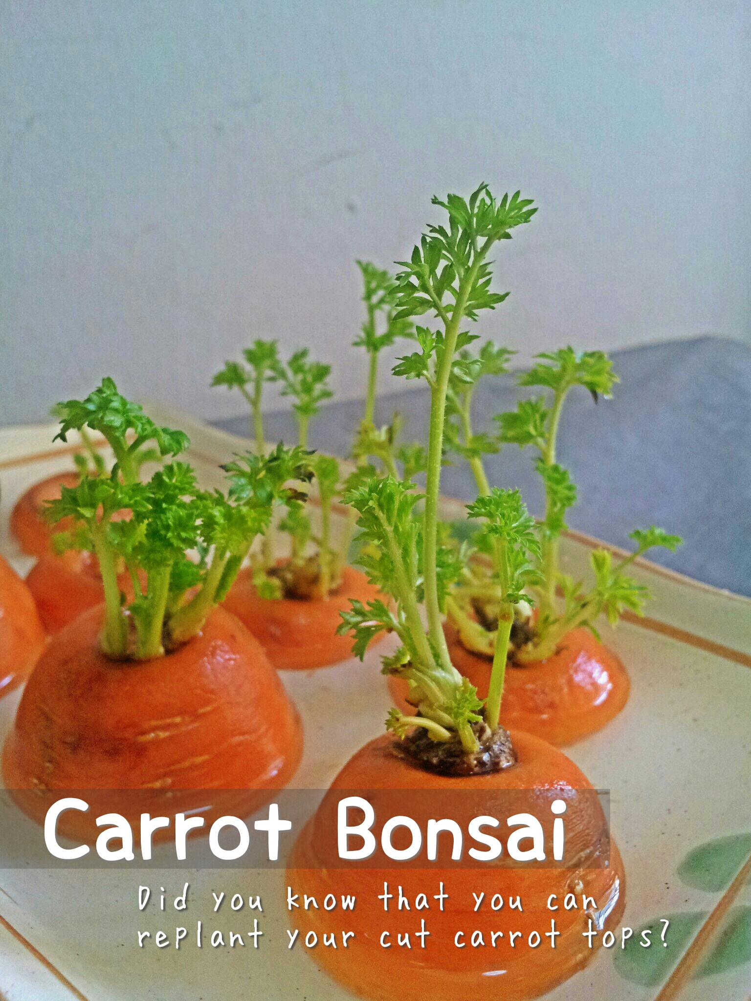 Carrot Bonsai