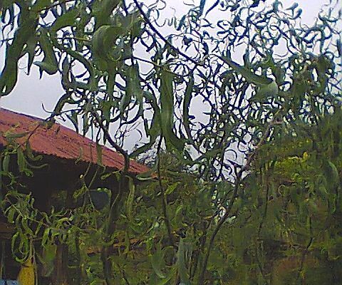 Willow Cuttings Free