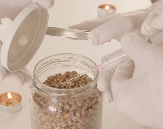 Fungus Inoculation of a Liquid Culture