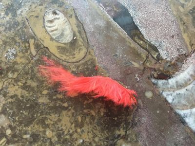 Feathers - Wings