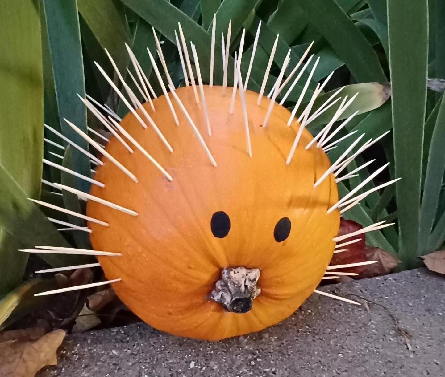 Adorable Pumpkin Porcupine!