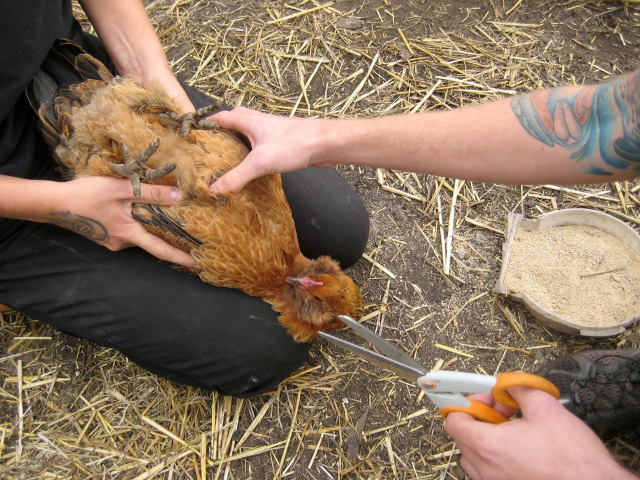 how do you clip chicken wings