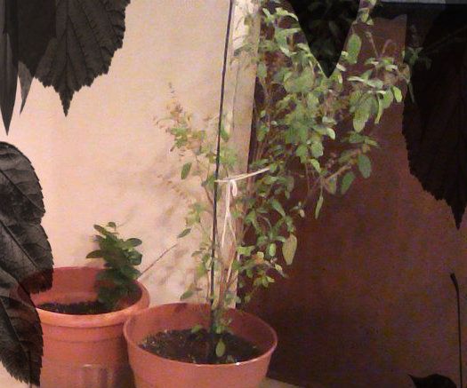 Winterize Your Plants