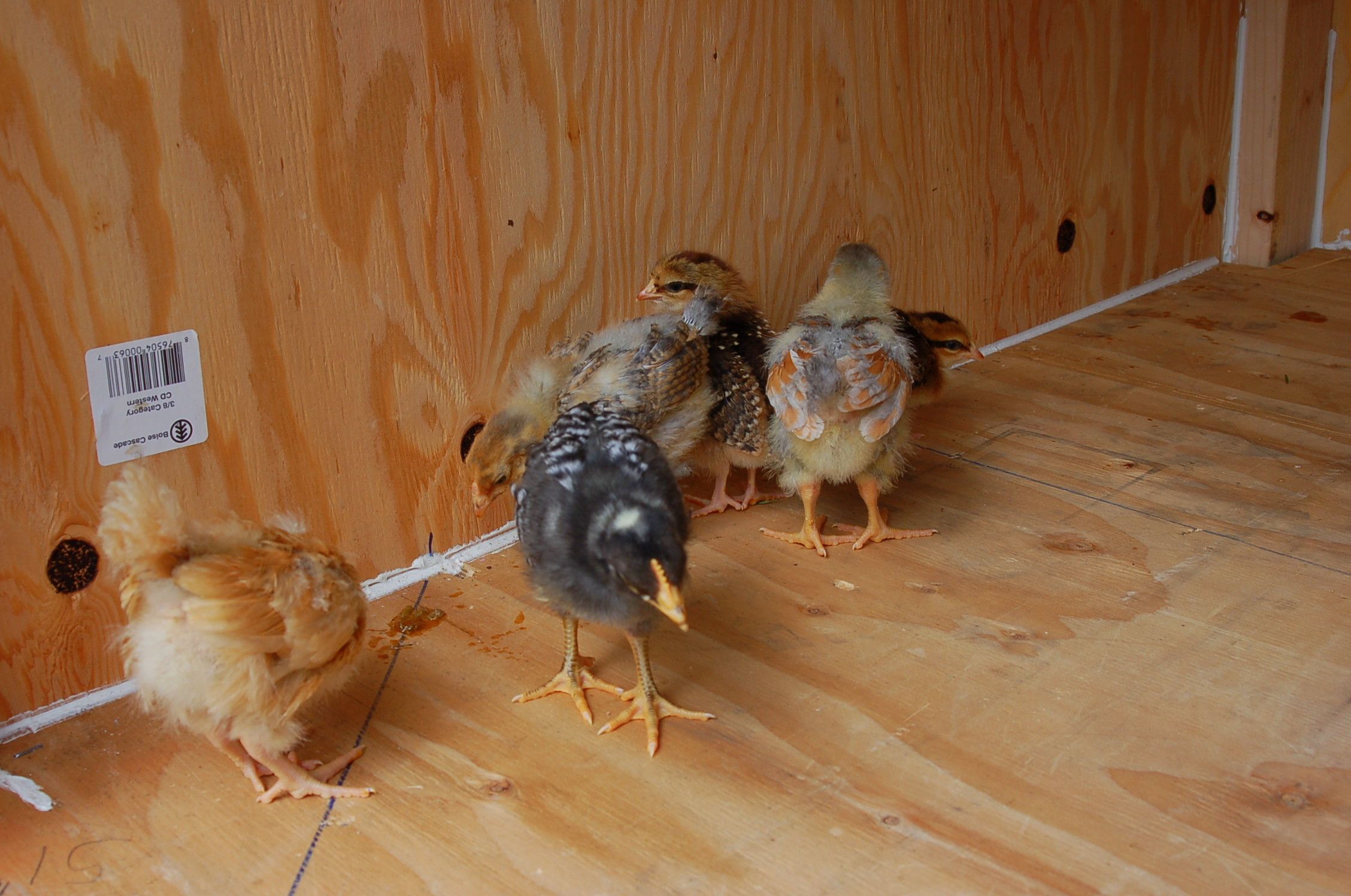 Chicken Coop... Big/Cheap/Stong 9 Steps (with Pictures) Instructables