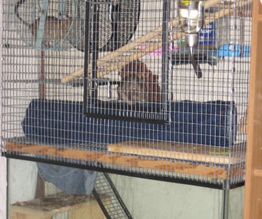 Degu Jeans/Denim Play Tube (Great for Rodents, Ferrets, Rats Etc.)