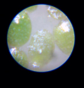 Algae to Oil - Simple Setup