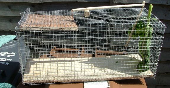 Making a Really Simple Rabbit Trap : 6 Steps - Instructables