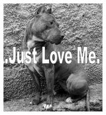 Dogs and Songs