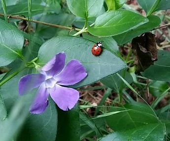 Allied Gardening: Intro to Integrated Pest Management