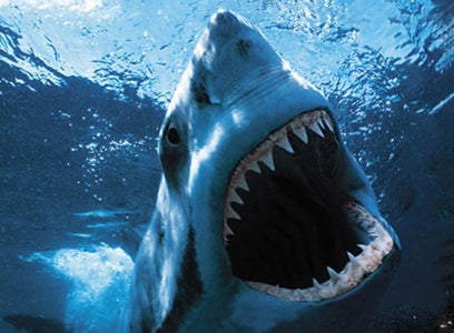 How to Survive a Shark Attack