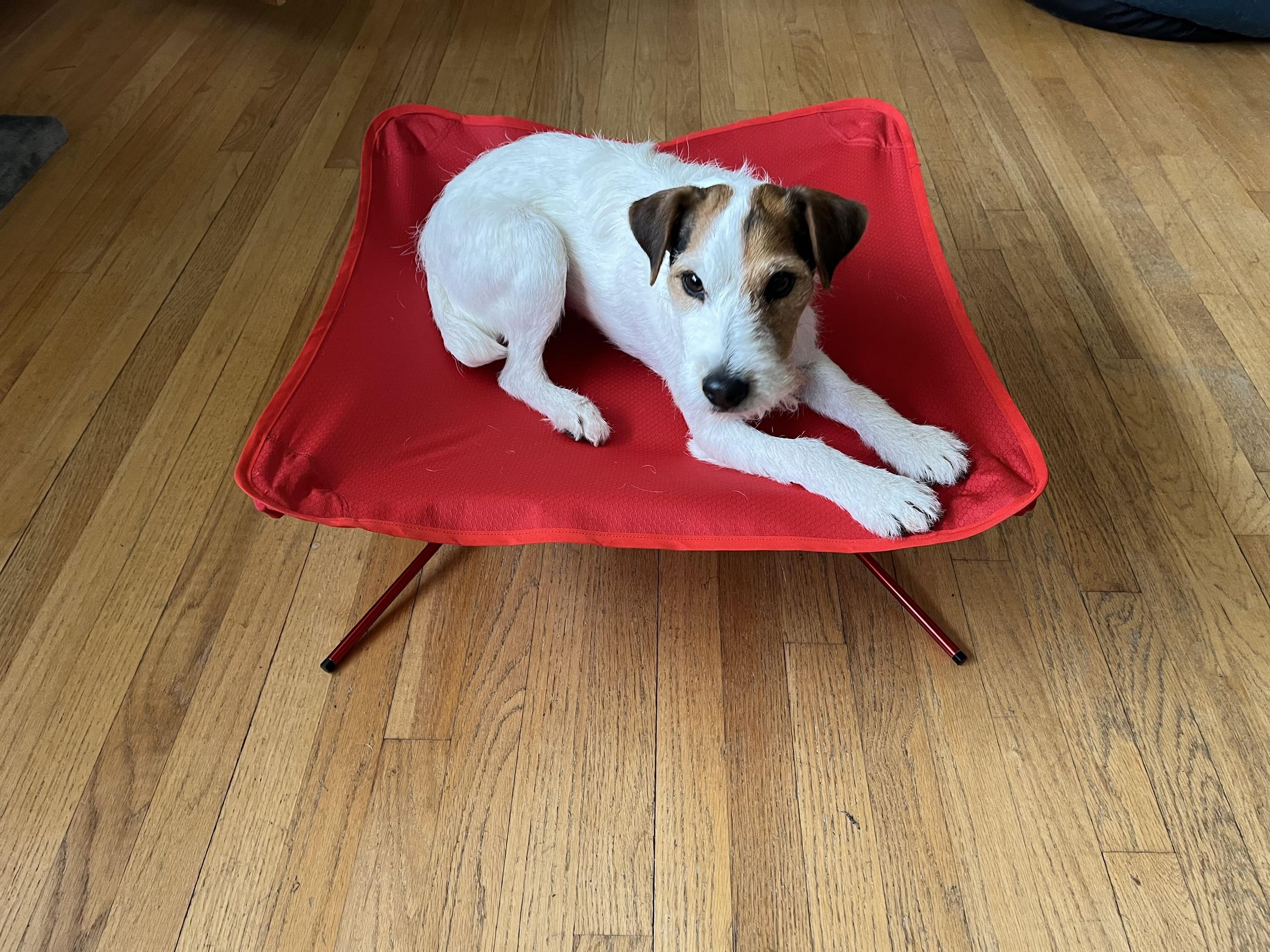 Ultra-portable Dog Cot for Small Dogs