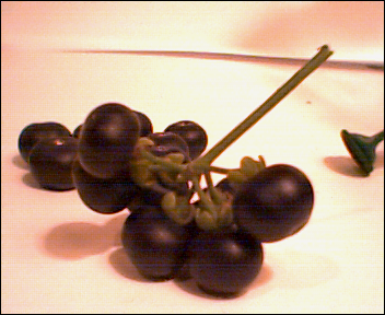 Simple Wine Making (Huckleberries)