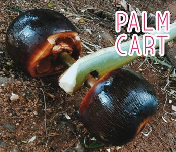 Palm Cart Using Palm Fruit