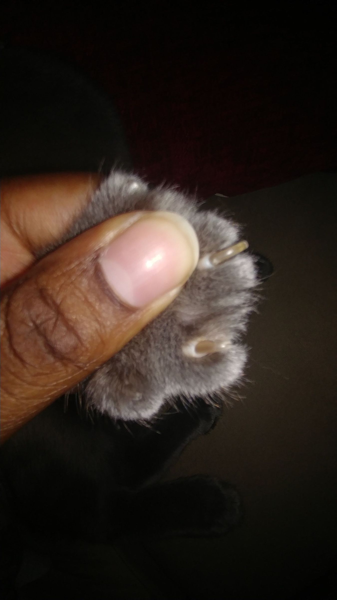 Trimming a Cat's Nails 7 Steps Instructables