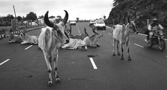How to Cross Indian Roads
